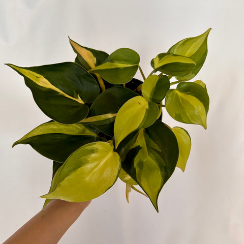 Philodendron 'Brasil' - 4" Pot