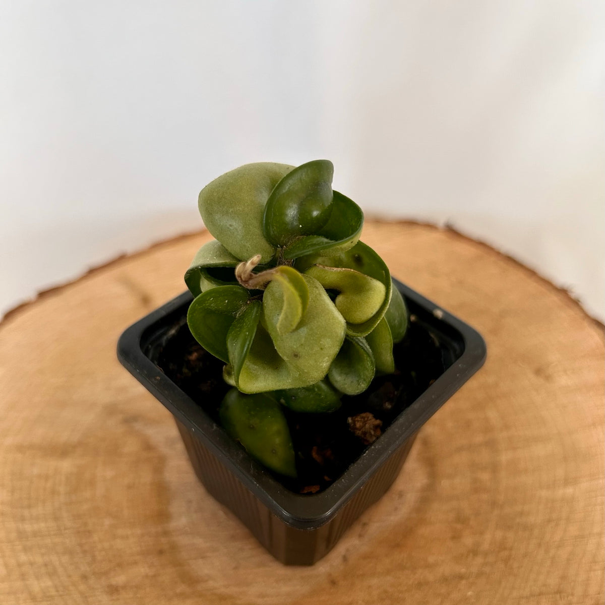 rope succulent plant Hoya Compacta 'Hindu Rope' 3" Pot – little clay pot