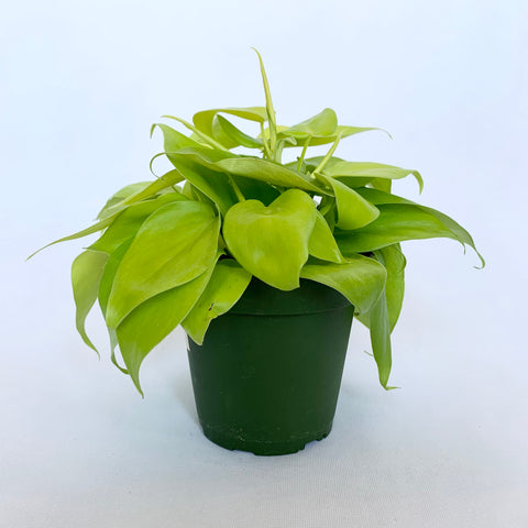 Philodendron 'Neon' - 4" pot