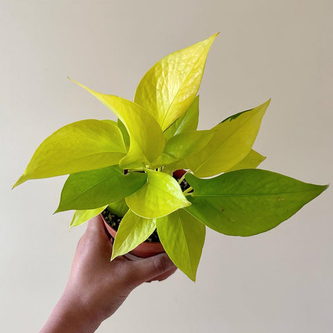 Pothos 'Neon' - 4" Pot