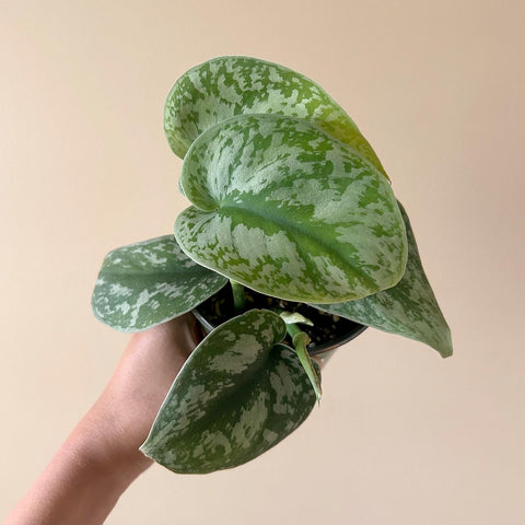 Scindapsus 'Silver Splash' - 4" Pot