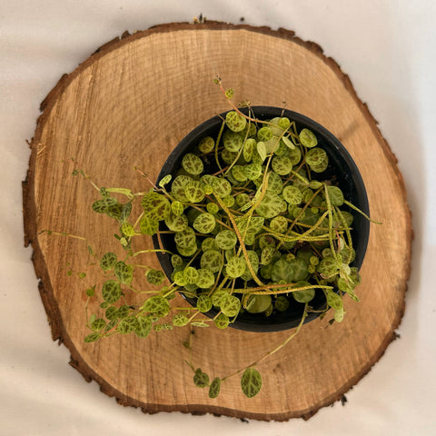 Peperomia Prostrata 'String of Turtles' - 4" pot