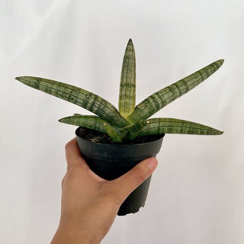 Snake Plant 'Starfish' - 3 or 4" Pot