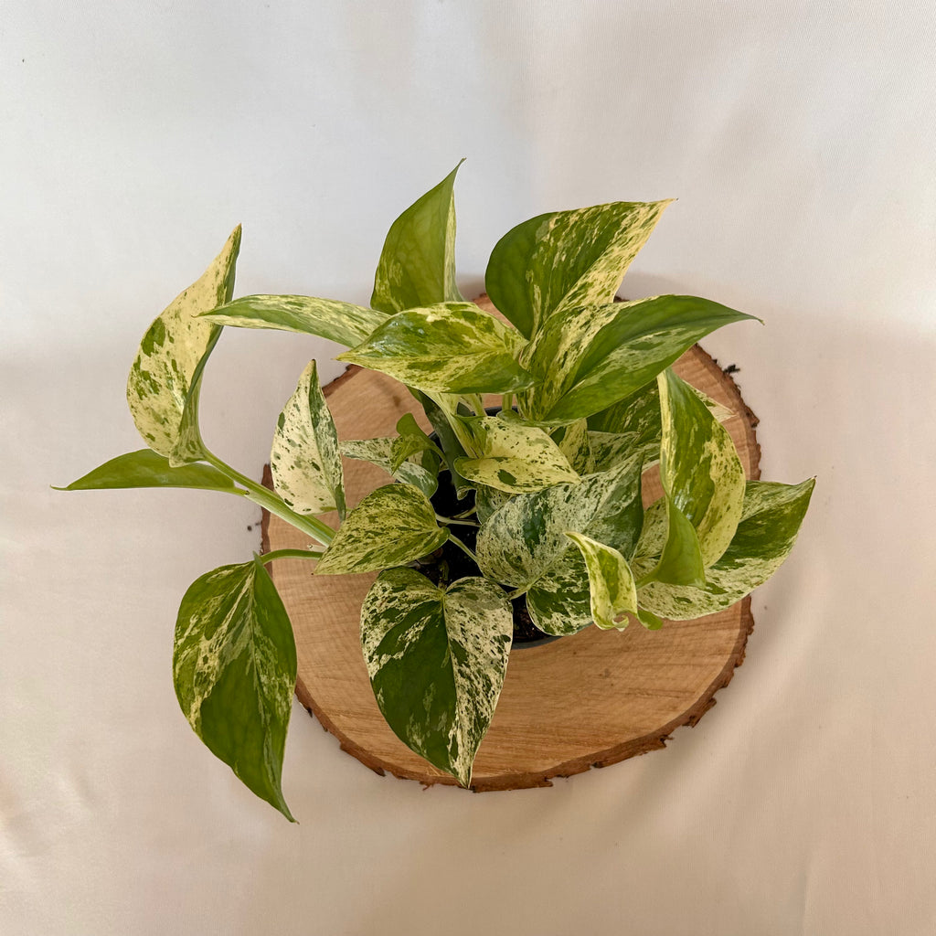 pothos in clay pot Pothos 'Marble Queen'