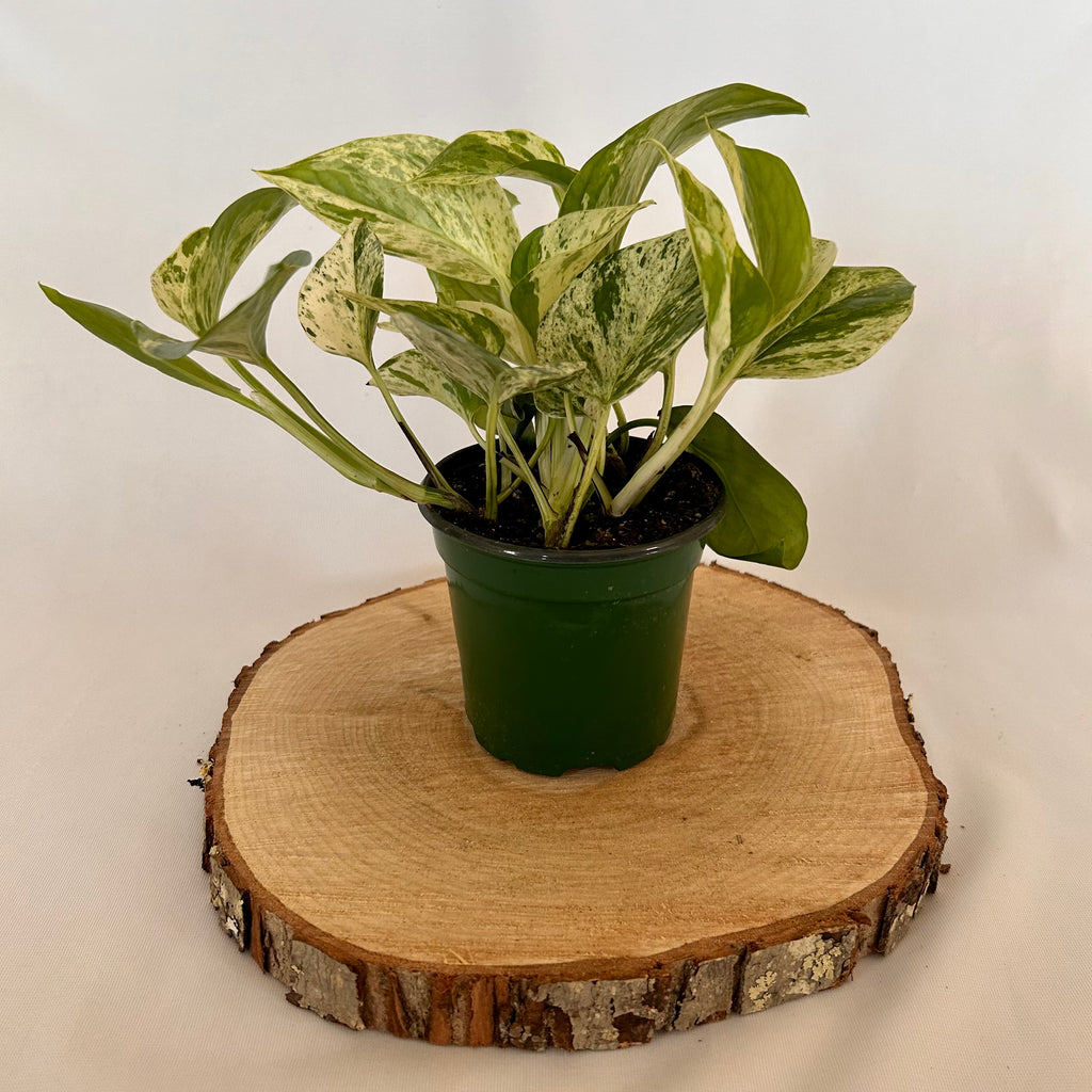 pothos in clay pot Pothos 'Marble Queen'