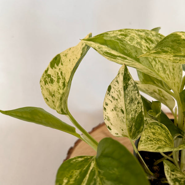 Pothos 'Marble Queen' - 4" Pot