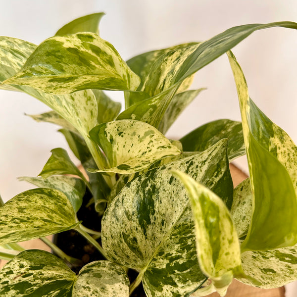Pothos 'Marble Queen' - 4" Pot