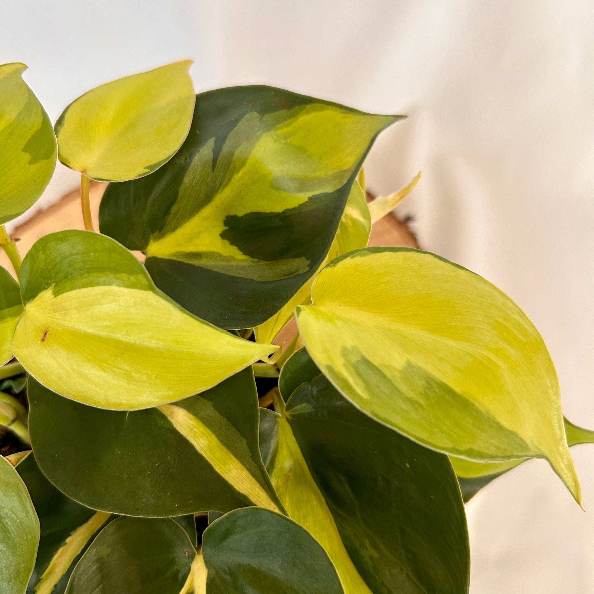 Philodendron 'Brasil' - 4