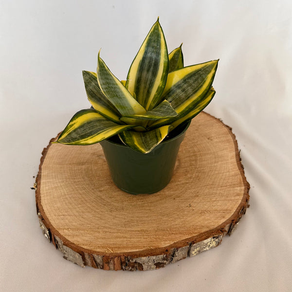 Snake Plant 'Gold Hahnii' - 4" Pot
