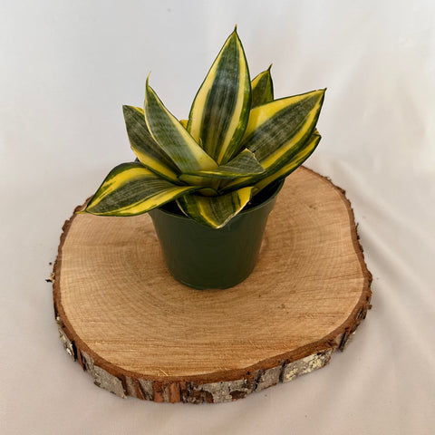 Snake Plant 'Gold Hahnii' - 4" Pot