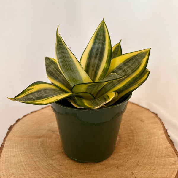 Snake Plant 'Gold Hahnii' - 4" Pot