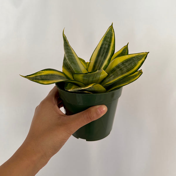 Snake Plant 'Gold Hahnii' - 4" Pot