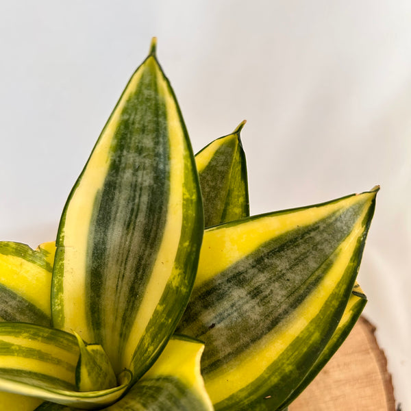 Snake Plant 'Gold Hahnii' - 4" Pot
