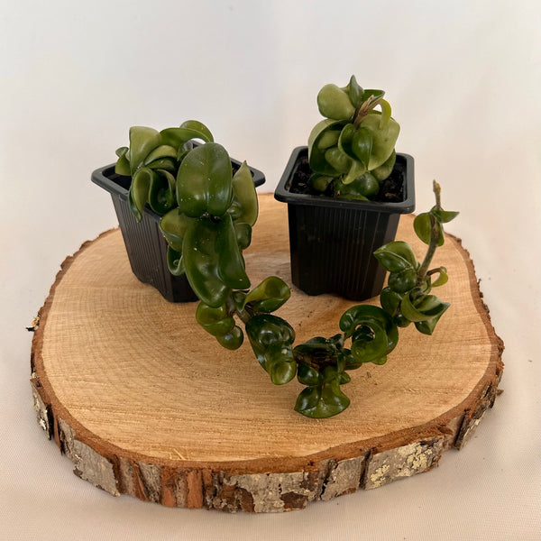 Hoya Compacta 'Hindu Rope' 3" Pot