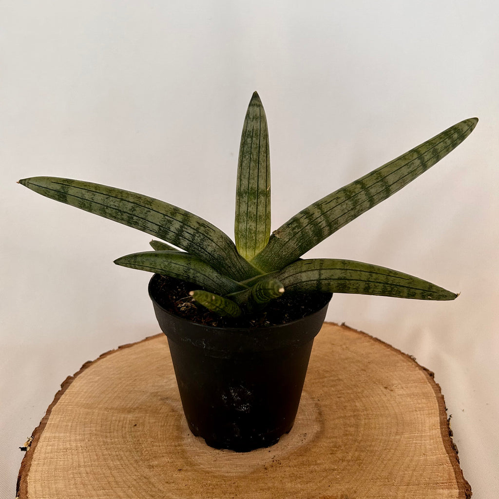 new leaves on a starfish snake plant Snake Plant 'Starfish'