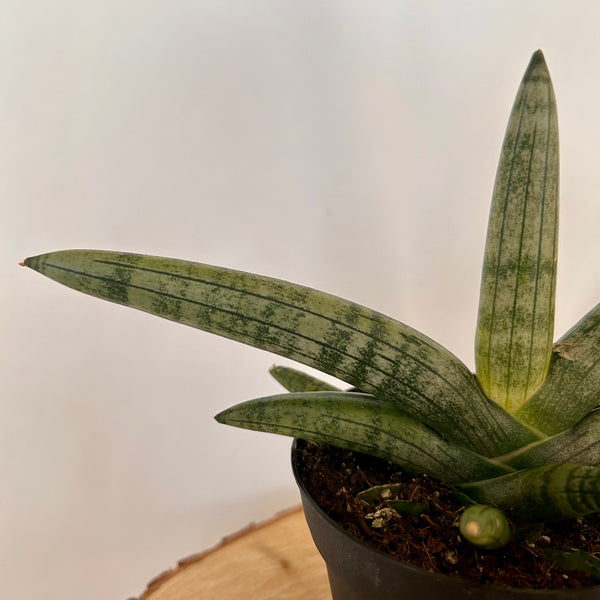 Snake Plant 'Starfish' - 3 or 4" Pot