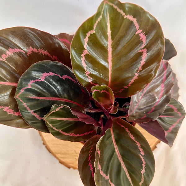Calathea 'Dottie' - 4" Pot