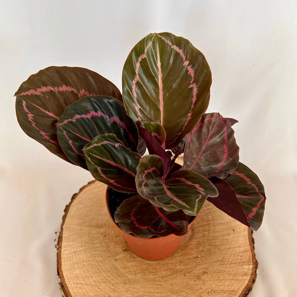 Calathea 'Dottie' - 4" Pot