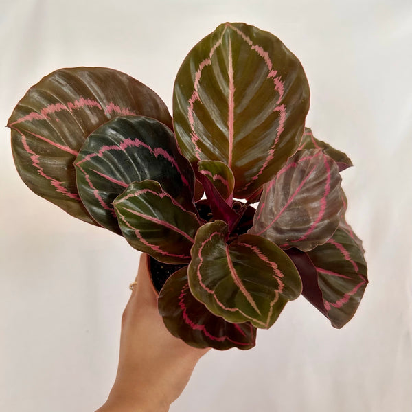 Calathea 'Dottie' - 4" Pot