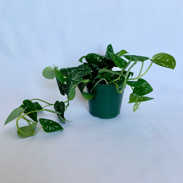 Scindapsus Pictus 'Argyraeus' - 4" Pot