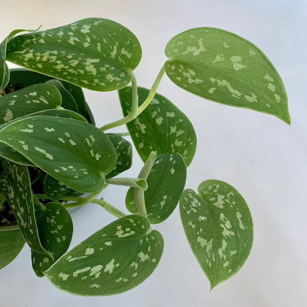 Scindapsus Pictus 'Argyraeus' - 4" Pot