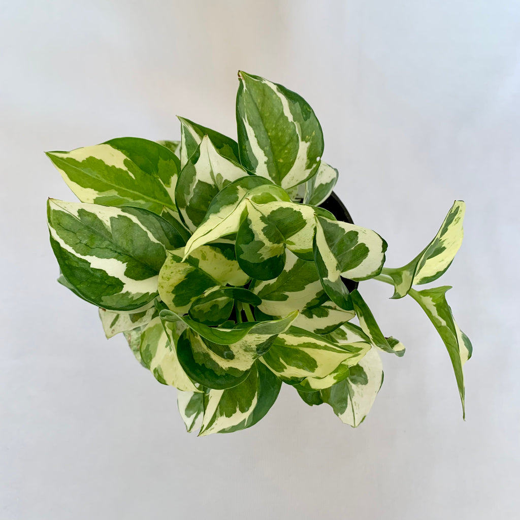 pothos in clay pot Pothos 'N'Joy'