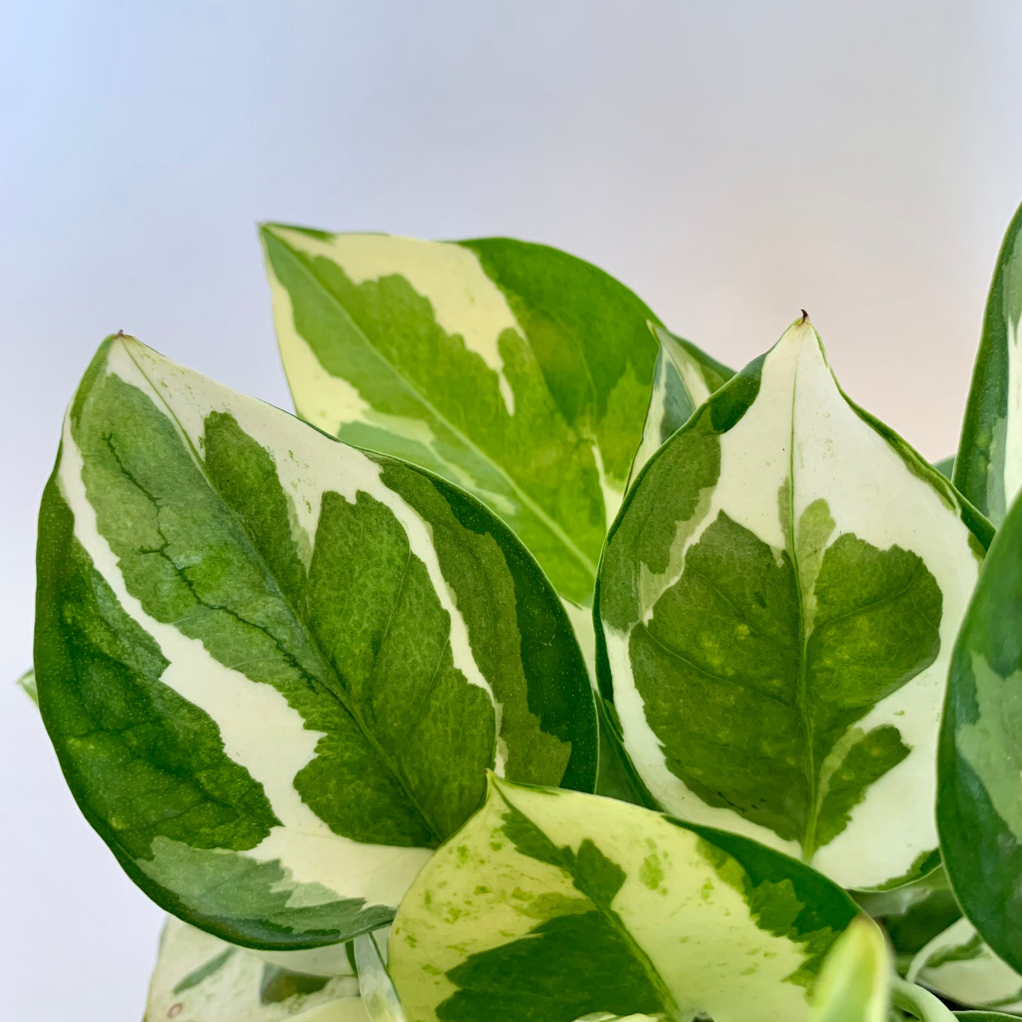 n'joy pothos price Pothos 'N'Joy'