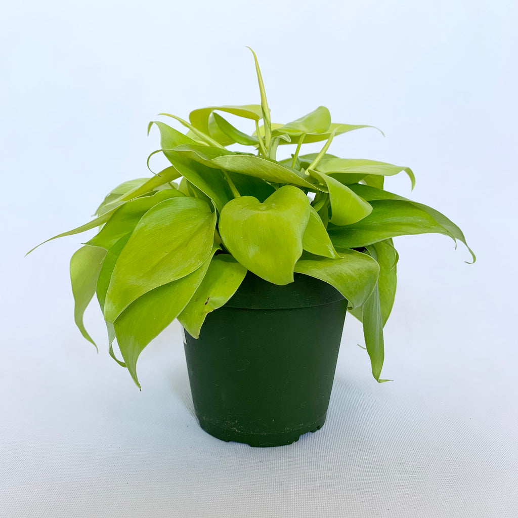 philodendron brasil neon Philodendron 'Neon'
