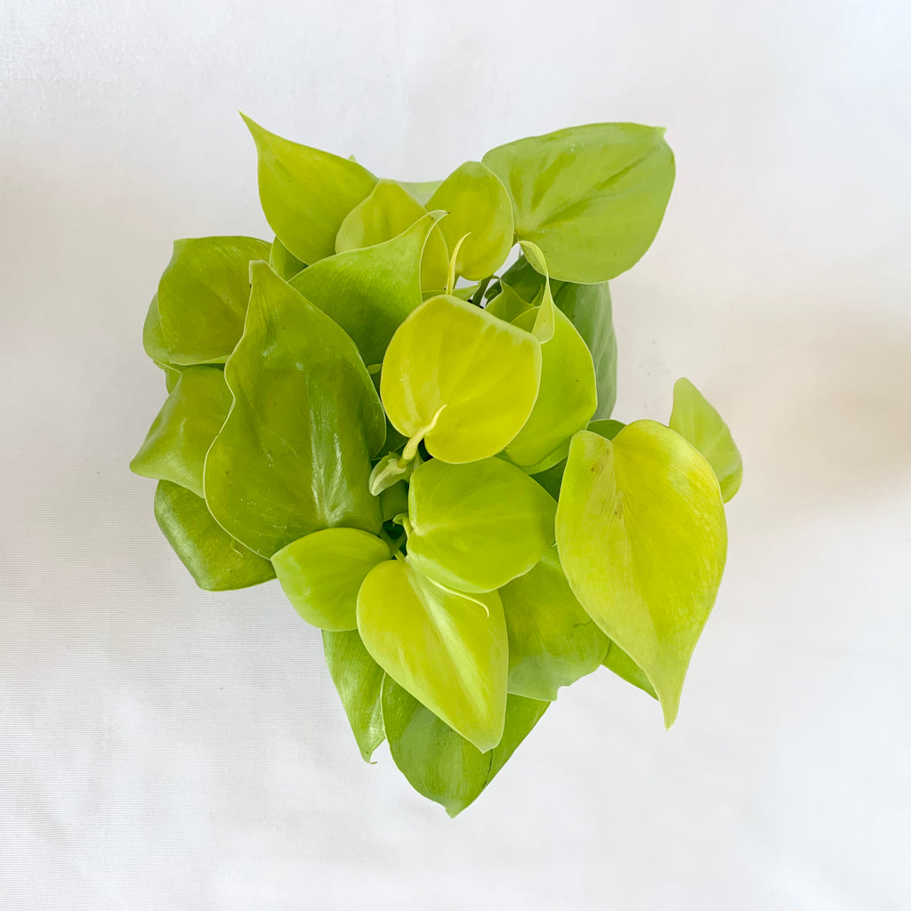 neon philodendron scientific name Philodendron 'Neon'