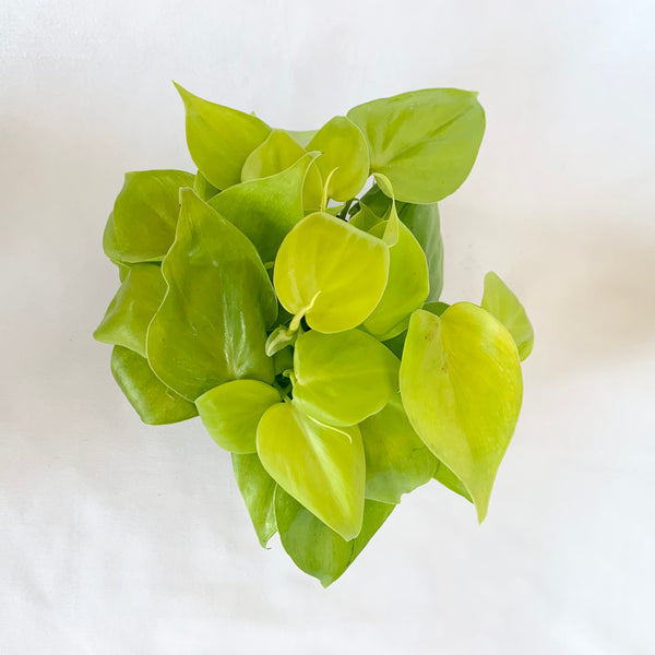 Philodendron 'Neon' - 4" pot