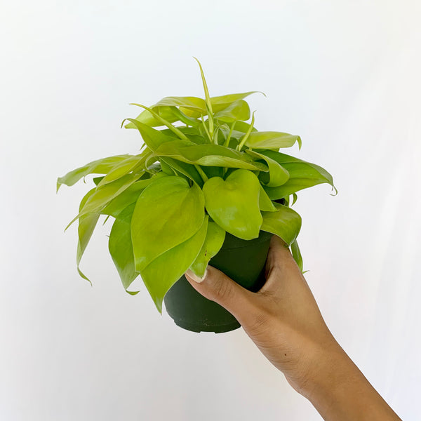 Philodendron 'Neon' - 4" pot