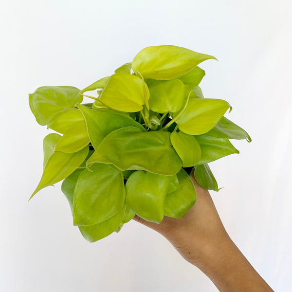 Philodendron 'Neon' - 4" pot