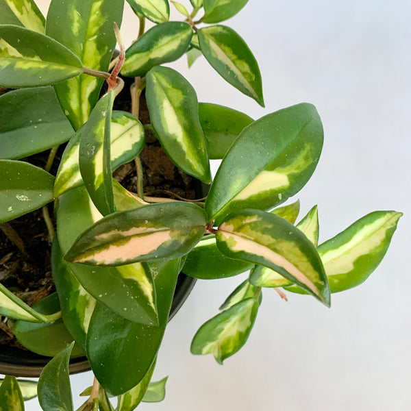 Hoya Carnosa 'Krimson Princess' - 6" Pot