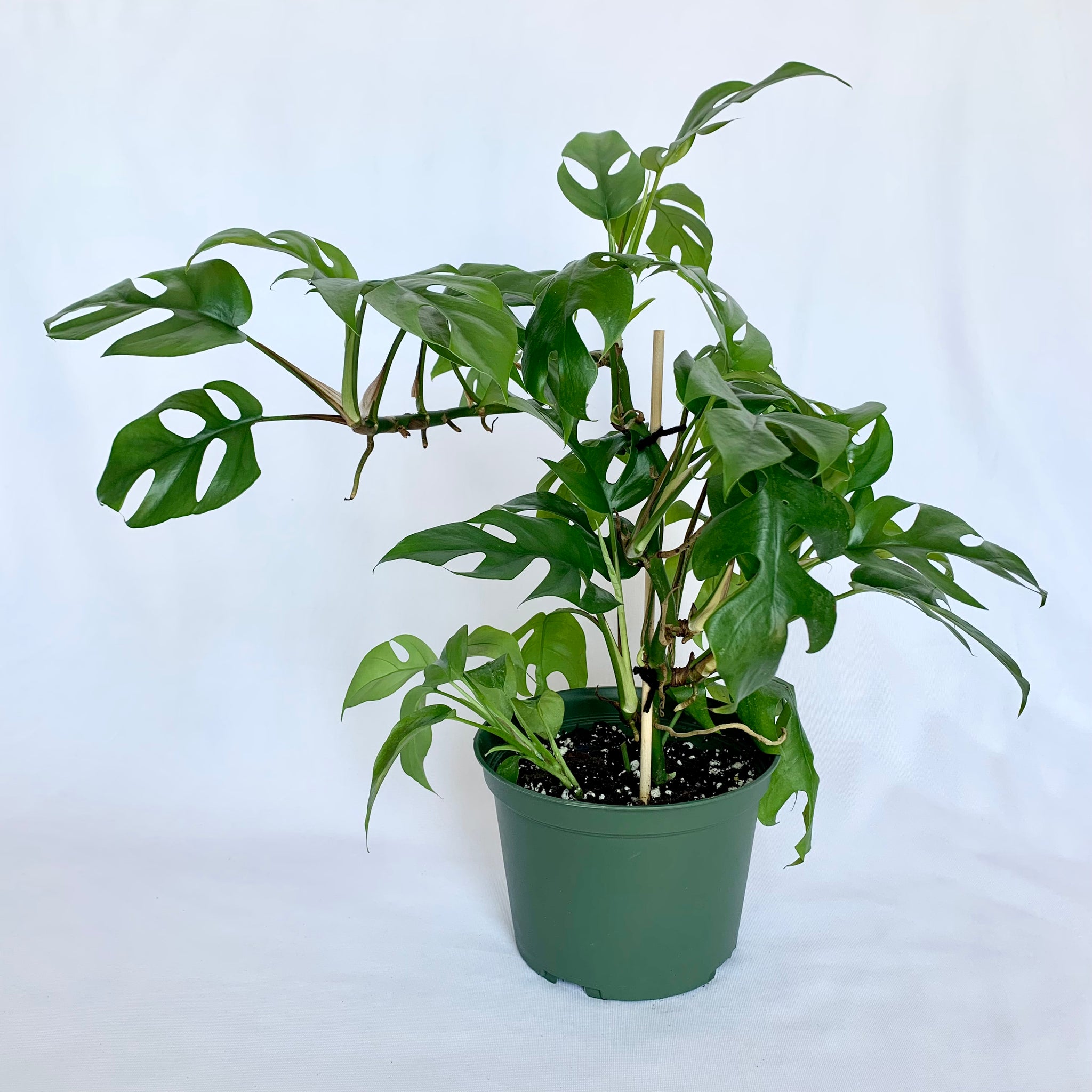 Rhaphidophora Tetrasperma 'Mini Monstera' - 6" Pot