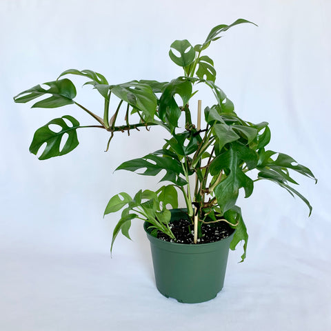 Rhaphidophora Tetrasperma 'Mini Monstera' - 6" Pot