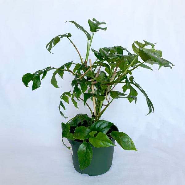 Rhaphidophora Tetrasperma 'Mini Monstera' - 6" Pot