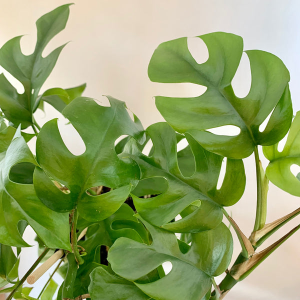 Rhaphidophora Tetrasperma 'Mini Monstera' - 6" Pot
