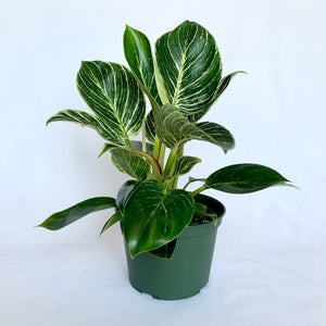 philodendron birkin baby Philodendron 'Birkin'