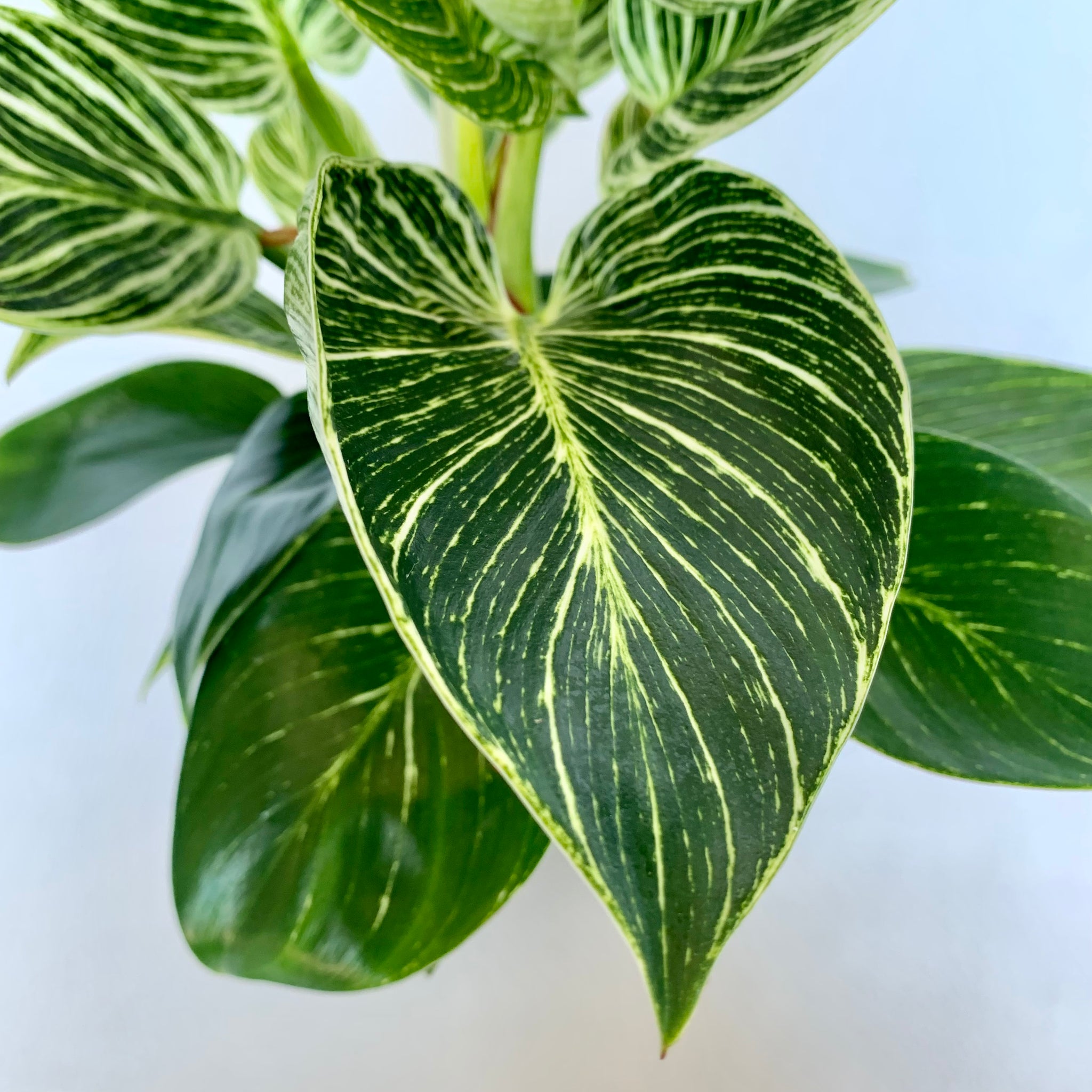 Philodendron 'Birkin'