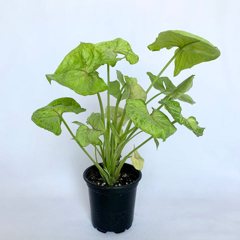 Syngonium 'Gold' - 4" Pot