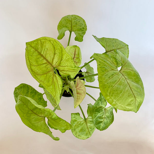 Syngonium 'Gold' - 4" Pot