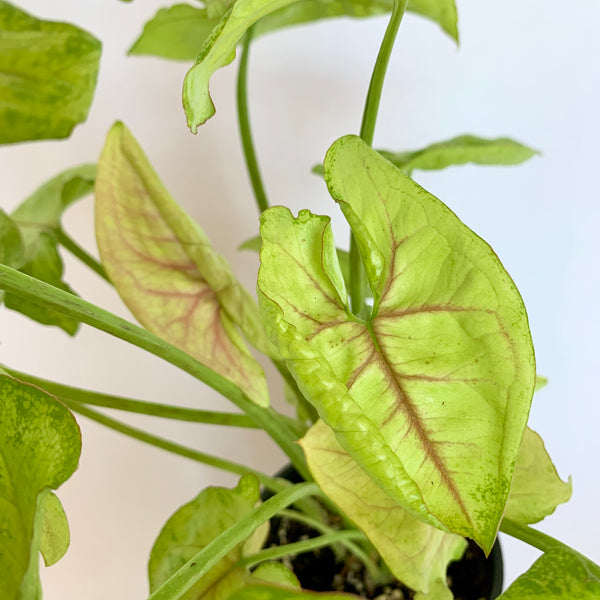 Syngonium 'Gold' - 4" Pot