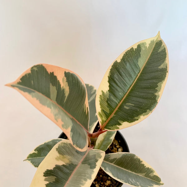 Ficus Elastica 'Tineke' - 4" Pot