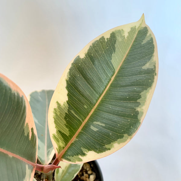 Ficus Elastica 'Tineke' - 4" Pot