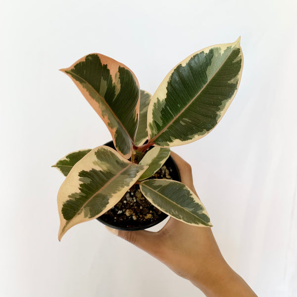 Ficus Elastica 'Tineke' - 4" Pot