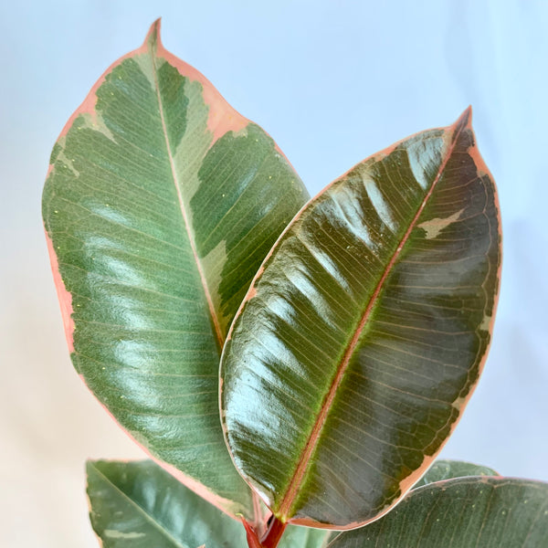 Ficus Elastica 'Ruby Pink' - 4" Pot