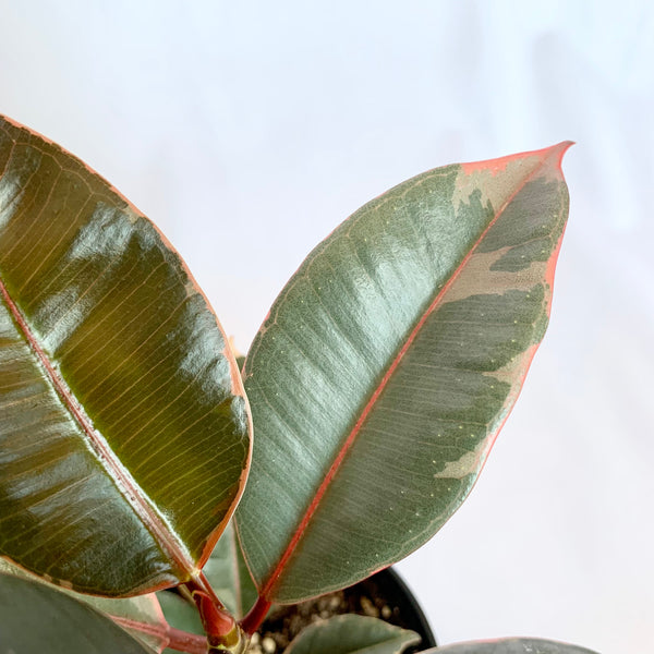 Ficus Elastica 'Ruby Pink' - 4" Pot
