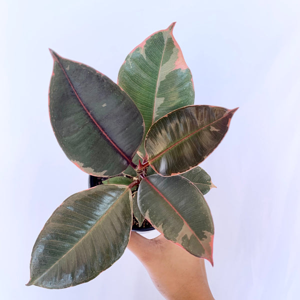 Ficus Elastica 'Ruby Pink' - 4" Pot