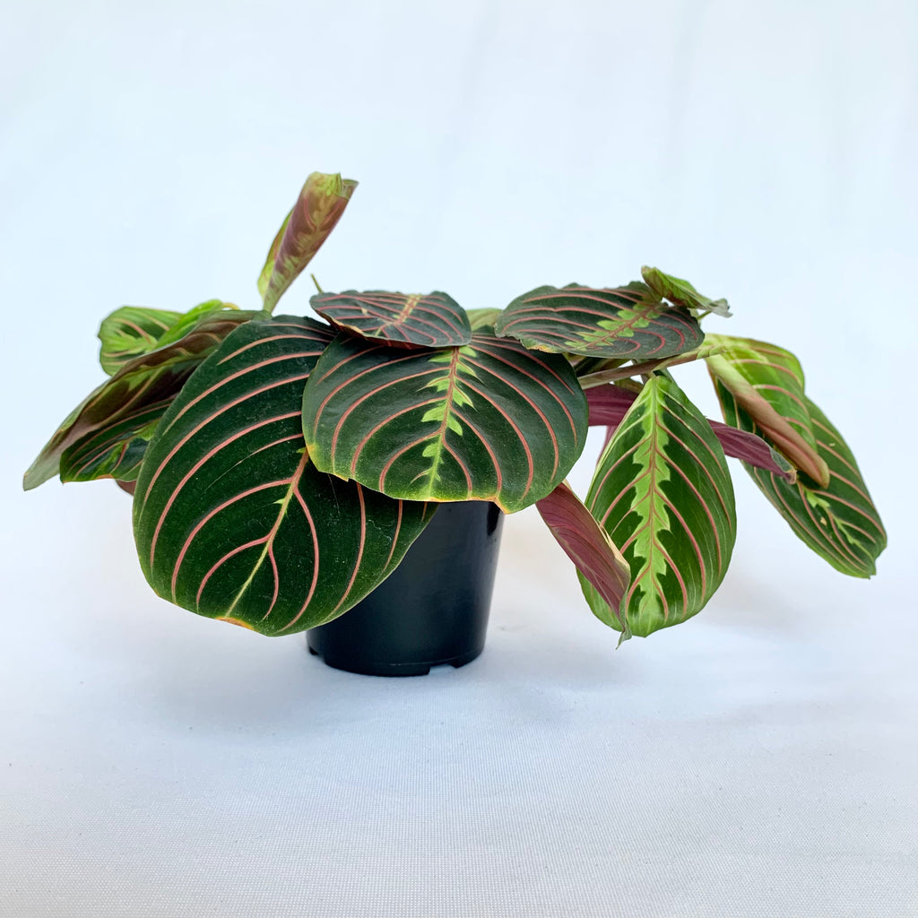 prayer plant rhizomes Maranta 'Red Prayer'