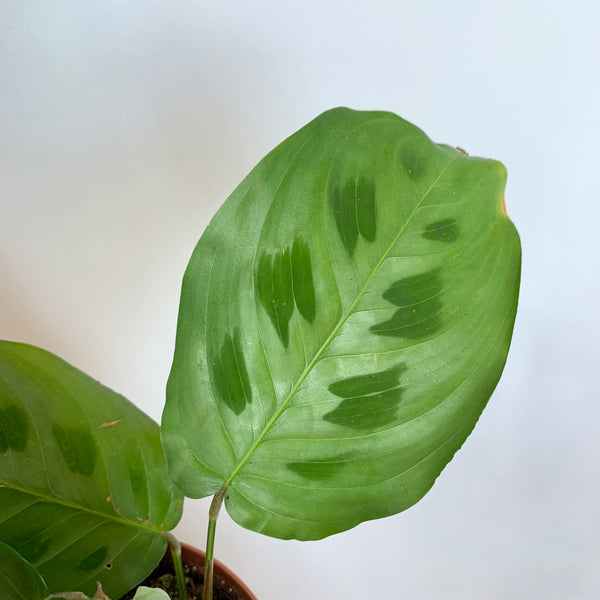 Maranta 'Leuconeura' - 4" Pot